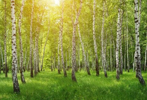Kapiele-Lesne-las-brzozowy-w-sloncu