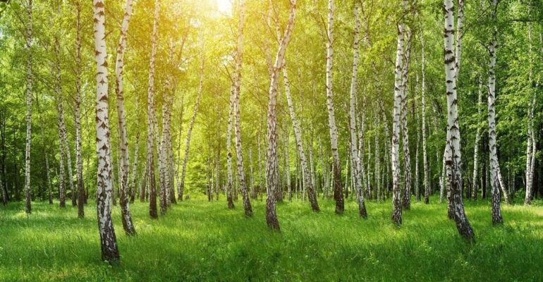 Kapiele-Lesne-las-brzozowy-w-sloncu