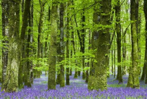 Kapiele-Lesne-las-z-fioletowymi-kwiatkami-1