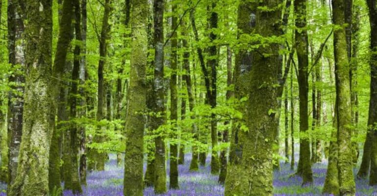 Kapiele-Lesne-las-z-fioletowymi-kwiatkami-1