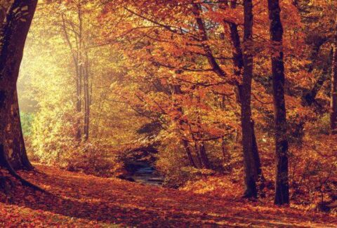 las-jesienia-terapie-lesne