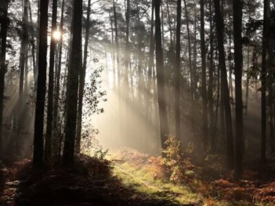 tajemniczy-las-terapie-lesne