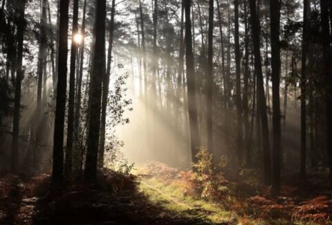 tajemniczy-las-terapie-lesne