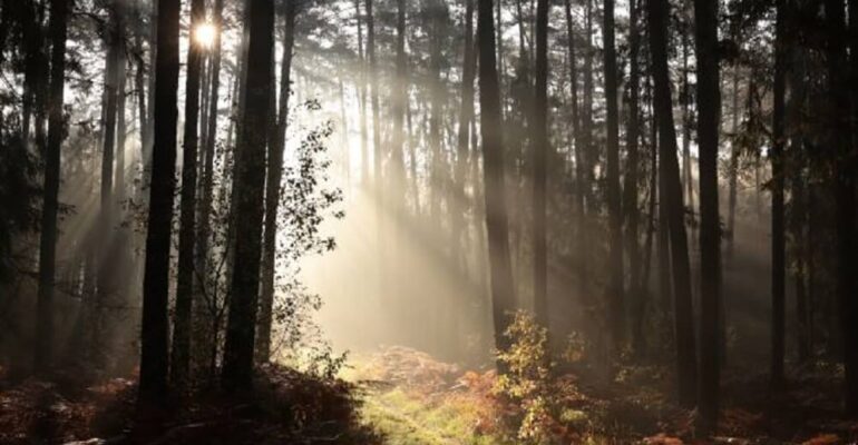 tajemniczy-las-terapie-lesne