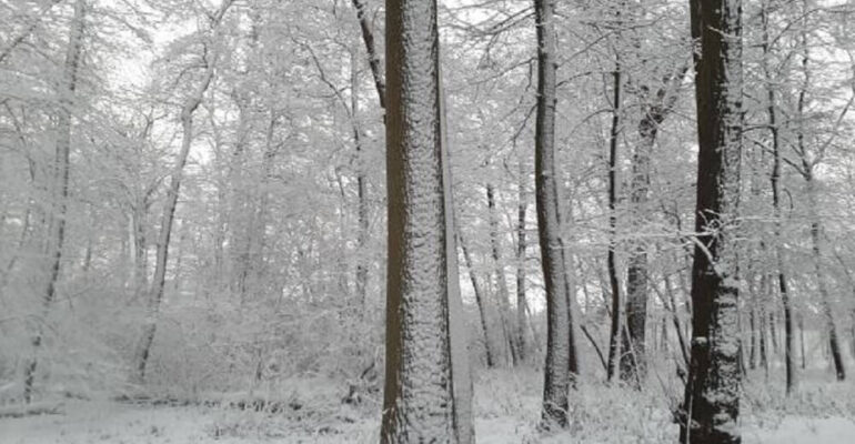 las-zima-kapiele-lesna