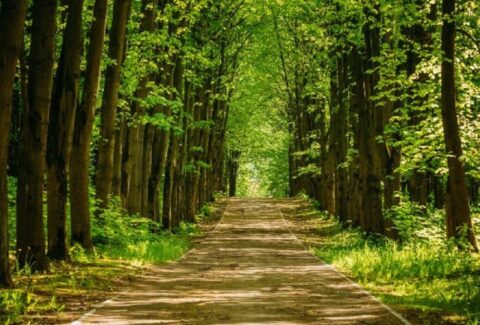 terapia-lasem-medycyna-lasu