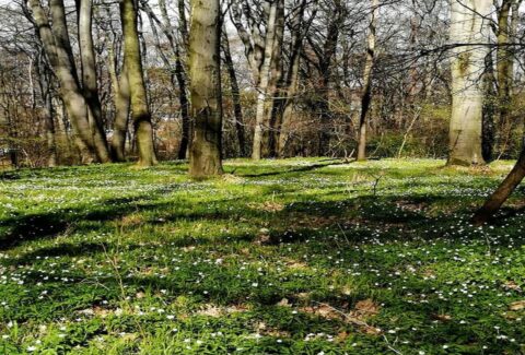 kapiele-lesne-wiosna