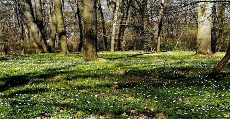 kapiele-lesne-wiosna