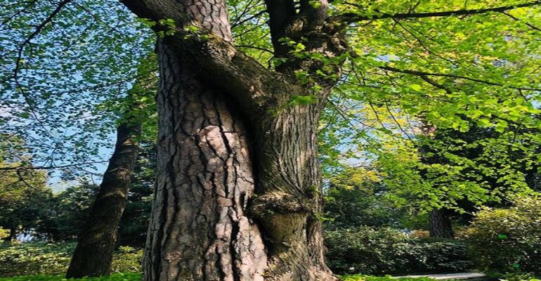 drzewa-obejmujace-sie-osrodek-terapii-lesnych