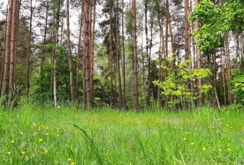 kapiele-lesne-wiosna