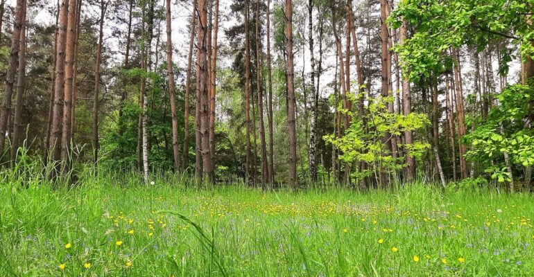 kapiele-lesne-wiosna