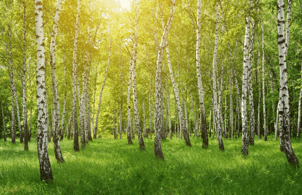 Klinika Zdrowia W Harmonii - Uważny Spacer po Lesie